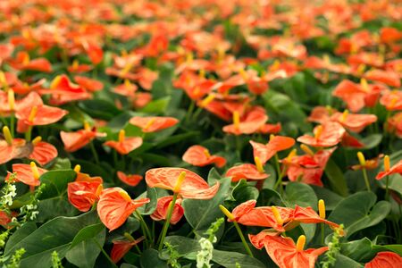 Fild of of red Anthurium. Flowers background.