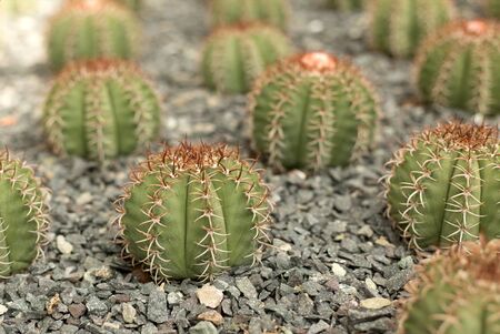Green cacti field on blur backgroundの写真素材