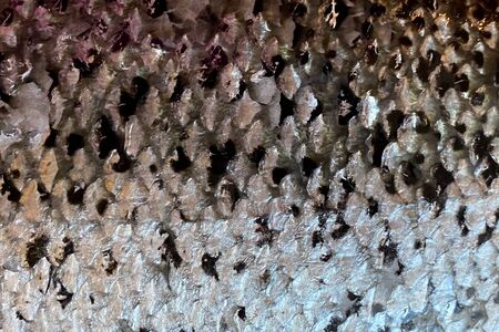 Salmon scales. Close up fish skin texture.の写真素材
