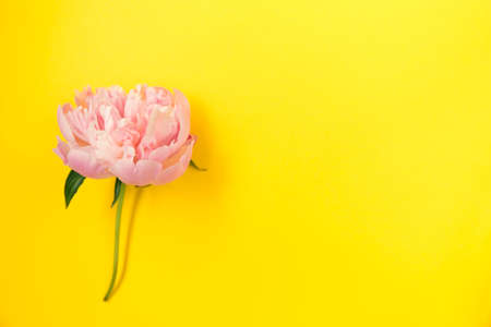Pink peony flower on bright yellow background.の写真素材