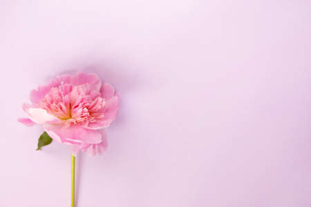 Delicate pink peony flower on light purple background.の写真素材
