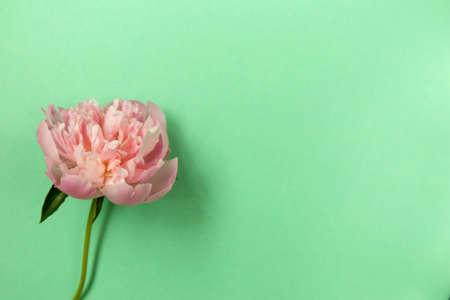 Delicate pink peony flower on light green background.