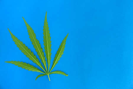 Fresh cannabis green leaf on blue paper background.の写真素材