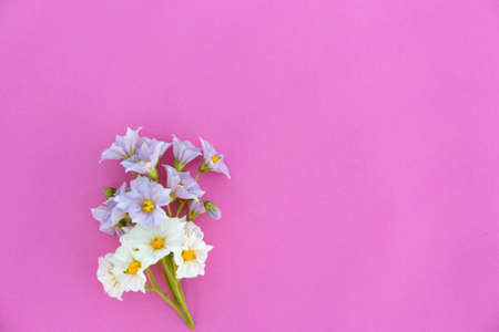 Little violet and white flowers on light pink paper background. Minimalistic blossom mock up.の写真素材