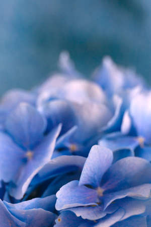 Blue hortensia flowers on blue background. Close up photo.の写真素材