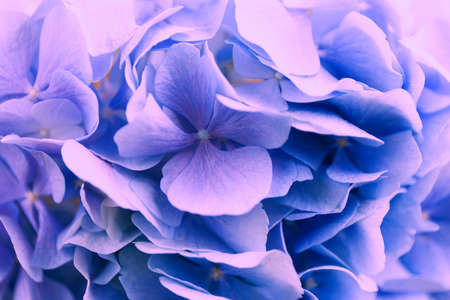 Violet hydrangea background. Hortensia flowers surface. Close up photo.の写真素材