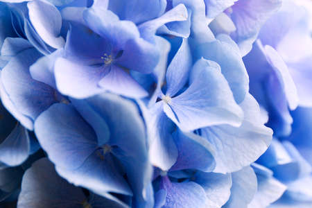 Blue Hydrangea background. Hortensia flowers surface. Close up photo.の写真素材
