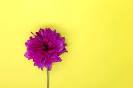 Purple dahlia flower on yellow background.の写真素材