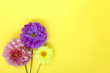 Colorful Dahlia flowers on yellow background.の写真素材
