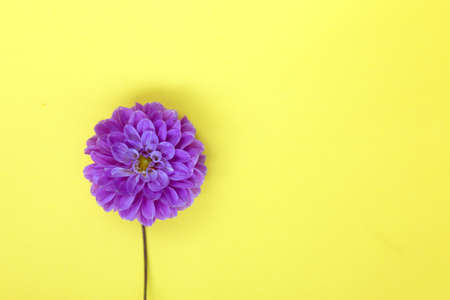 Purple dahlia flower on yellow background.の写真素材
