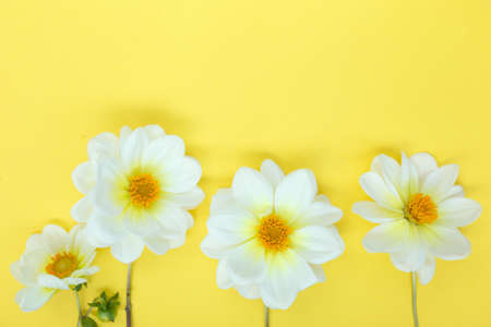 White dahlia flowers on yellow background. Copyspace.の写真素材