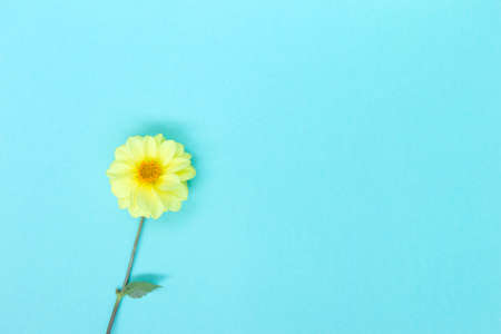 Dahlia yellow flower on blue background. Copyspace