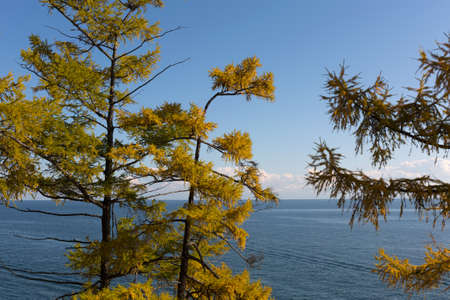 Yellow aurumn larch trees on Baikal lake background.