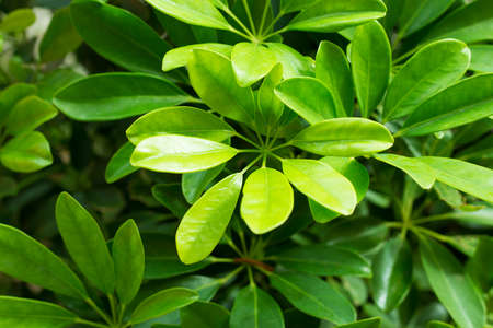 Green tropic big leaves background.の写真素材