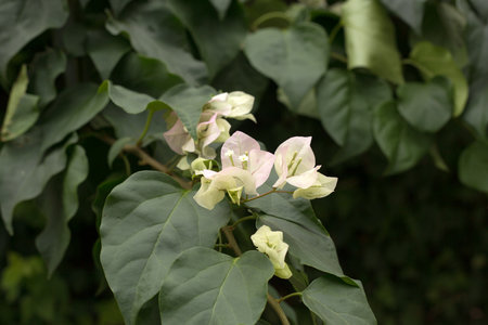 Blooming bougainvillea background. Light pink flowers.