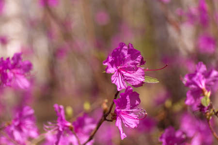 Purple labrador tea flowers on blur background. Pink wild rosmary defocused photo.
