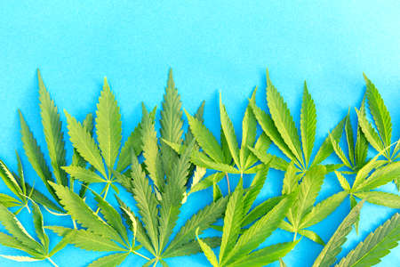 Close up fresh cannabis leaves on a blue backgroundの写真素材