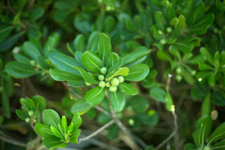 Tropical green leaves fresh blur background.