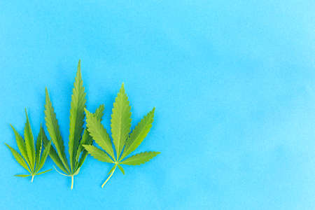 Close up fresh cannabis leaves on a blue backgroundの写真素材