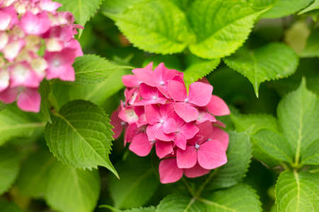 Close up vivid pink hortensia fresh flowers blur background.の写真素材
