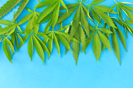 Close up fresh cannabis leaves on a blue backgroundの写真素材