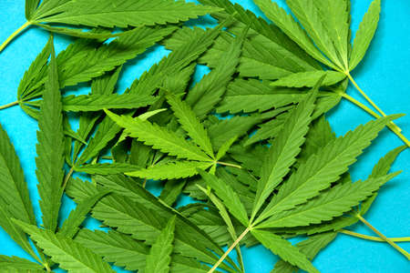 Close up fresh cannabis leaves on a blue backgroundの写真素材