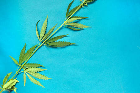 Close up fresh cannabis leaves on a yellow backgroundの写真素材