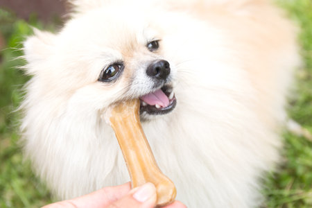 Pomeranian dog chewing a bone on green grass background. Close upの写真素材