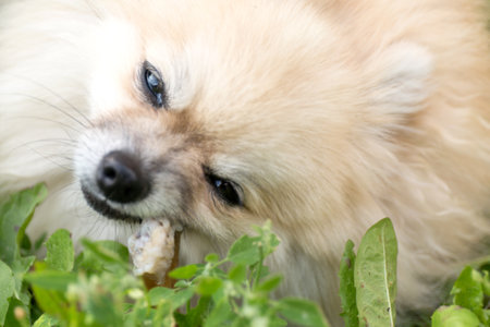 Pomeranian dog chewing a bone on green grass background.の写真素材
