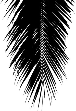 Black palm leaves silhouette on white background. Vector illustrationのイラスト素材