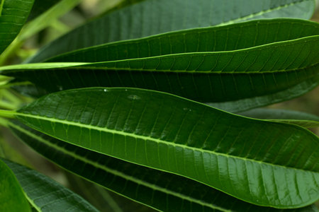 Tropical green leaves fresh blur backgroundの写真素材