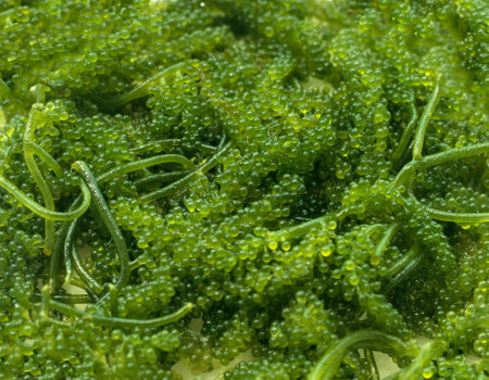 Closeup seaweed umibudo. Sea grapes.の写真素材