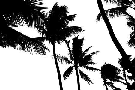 Coconut Palm Tree Silhouette. Vector Illustration.のイラスト素材