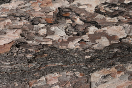Rough Pine Tree Bark Texture