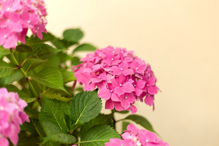 Close up light pink hortensia fresh flowers blur background