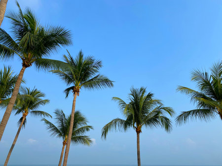 Bottom Up View Coconut Palm Trees on Blue Sky Backgroundの写真素材