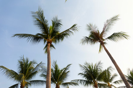 Coconut Palm Trees Bottom Up View in Backlitの写真素材