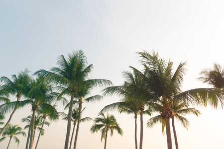 Coconut Palm Trees Bottom Up View in Backlitの写真素材