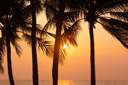 Silhouette coconut palm tree on sea and sunset sky backgroundの写真素材