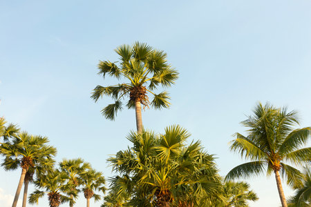 Coconut Palm Trees Bottom Up View in Backlitの写真素材