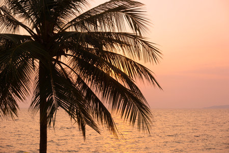 Silhouette coconut palm tree on sea and sunset sky backgroundの写真素材