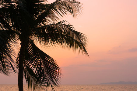 Silhouette coconut palm tree on sea and sunset sky backgroundの写真素材