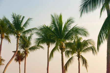 Coconut Palm Trees Bottom Up View in Backlitの写真素材