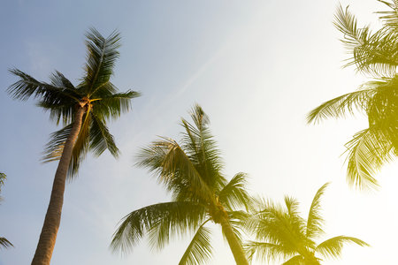 Coconut Palm Trees Bottom Up View in Backlitの写真素材