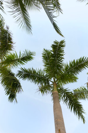 Coconut Palm Trees Bottom Up View in Backlitの写真素材