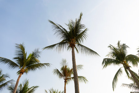 Coconut Palm Trees Bottom Up Viewの写真素材