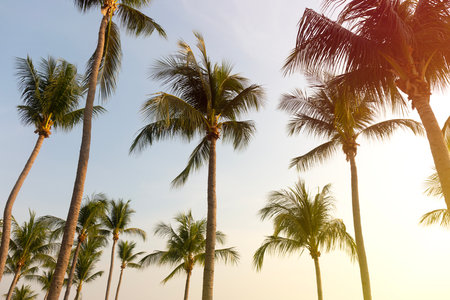 Coconut Palm Trees Bottom Up View in Backlitの写真素材