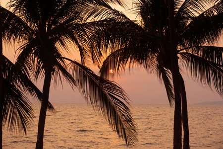 Silhouette coconut palm tree on sea and sunset sky backgroundの写真素材