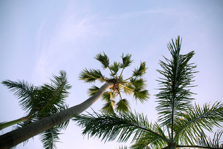 Coconut Palm Trees Bottom Up View in Backlitの写真素材