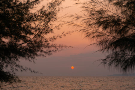 Tree Silhouette Sunset Sea and Sky Backgroundの写真素材